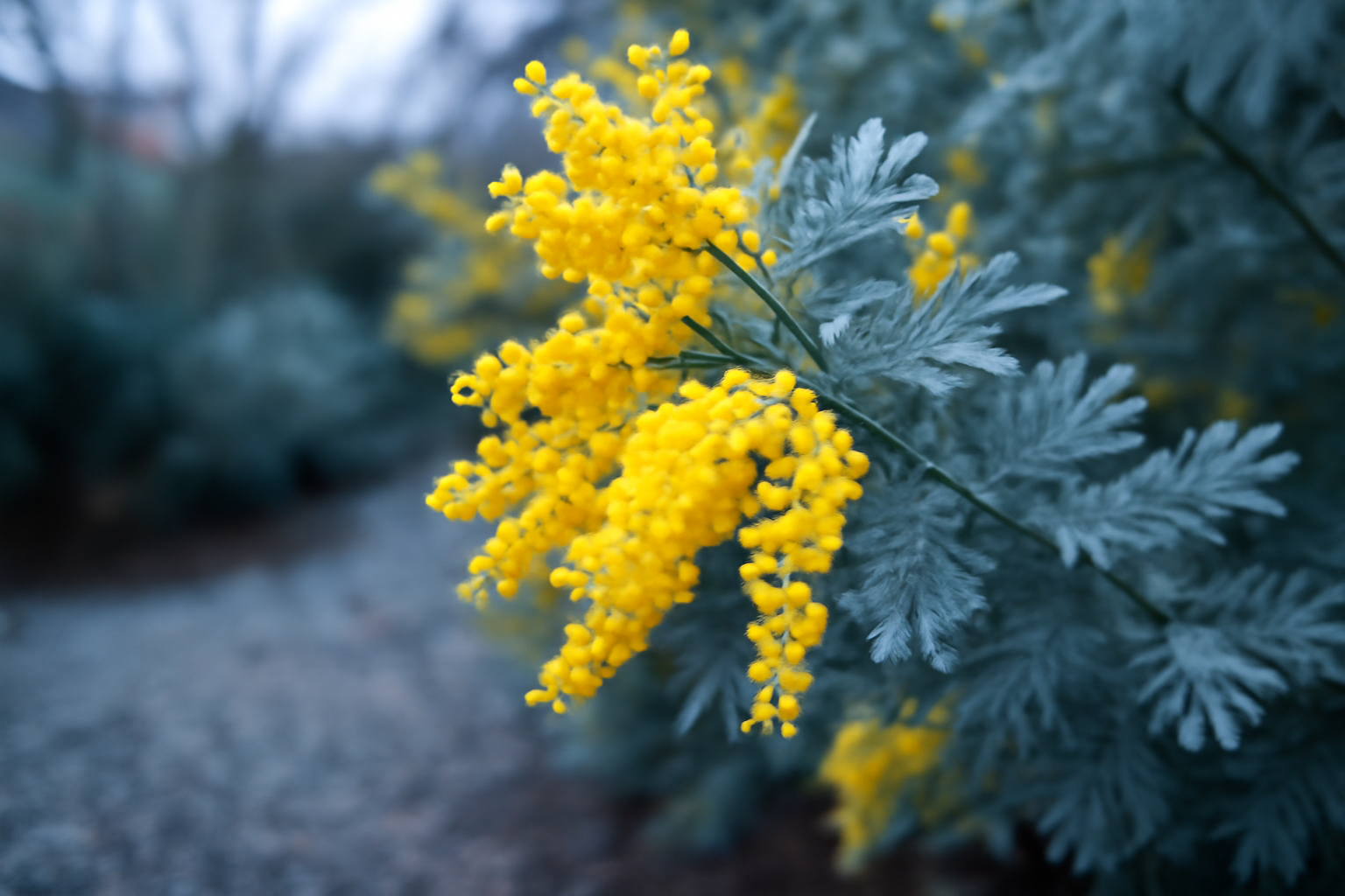 Acacia dealbata silver wattle : guide complet